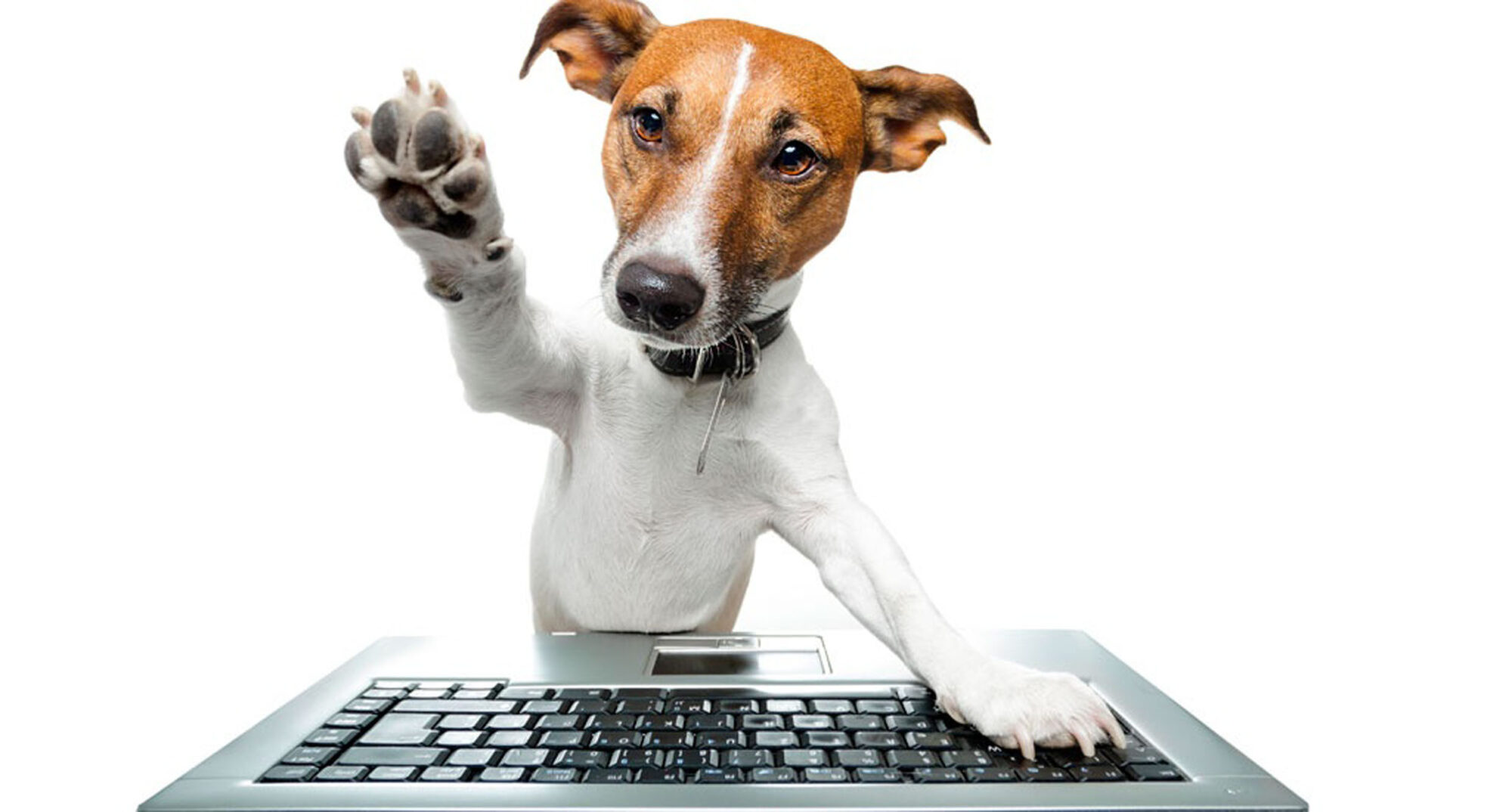 Artistas apoiam criação de Delegacia de Proteção Animal no ABC