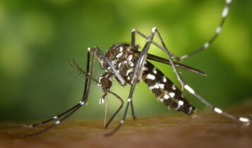dengue