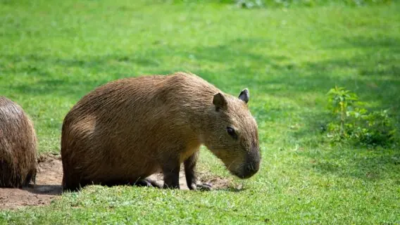 Núcleo da Univap é referência na recuperação de animais
