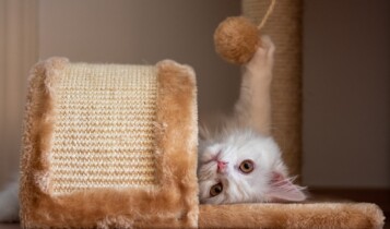 Produtos para pets - crescimento do setor