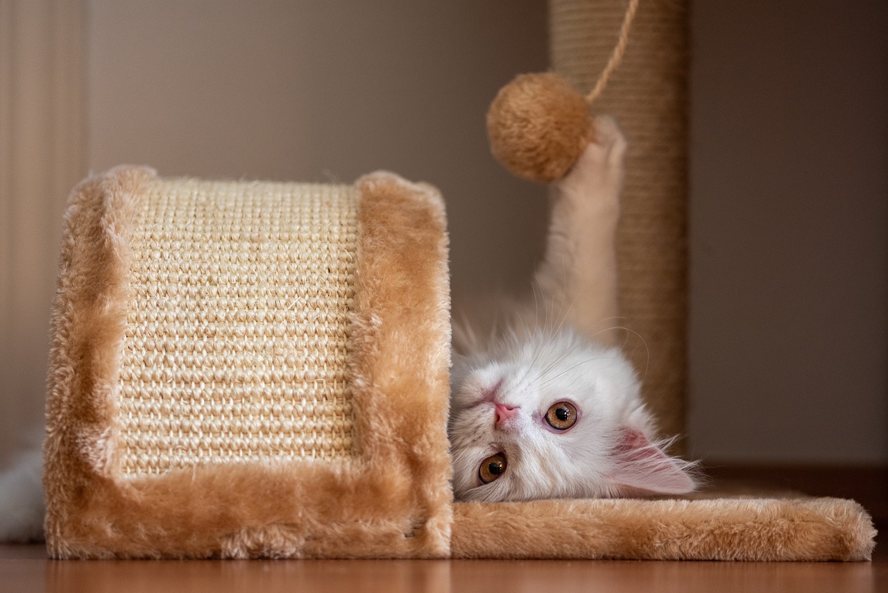 Produtos para pets - crescimento do setor