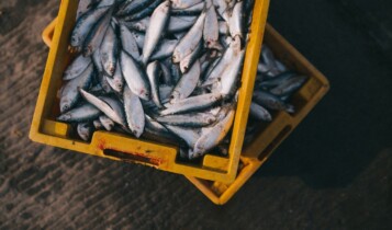Mercado de pescados
