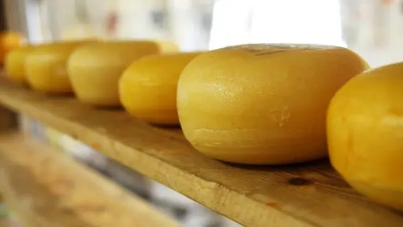 Produção de queijo deve crescer 2,5% neste ano