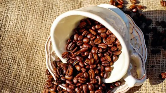 Colheita de café robusta do Brasil deve superar estimativa oficial