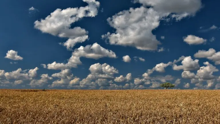 Alta rentabilidade deve estimular aumento do plantio na safra 2018/19