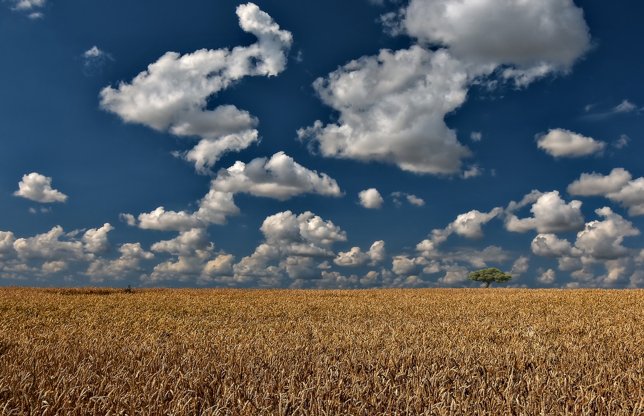 Agro - safra