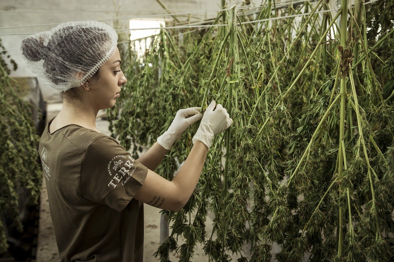 Cannabis medicinal
