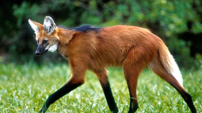 Banco Central anuncia cédula de R$ 200 com lobo-guará em agosto