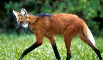 Banco Central anuncia cédula de R$ 200 com lobo-guará em agosto