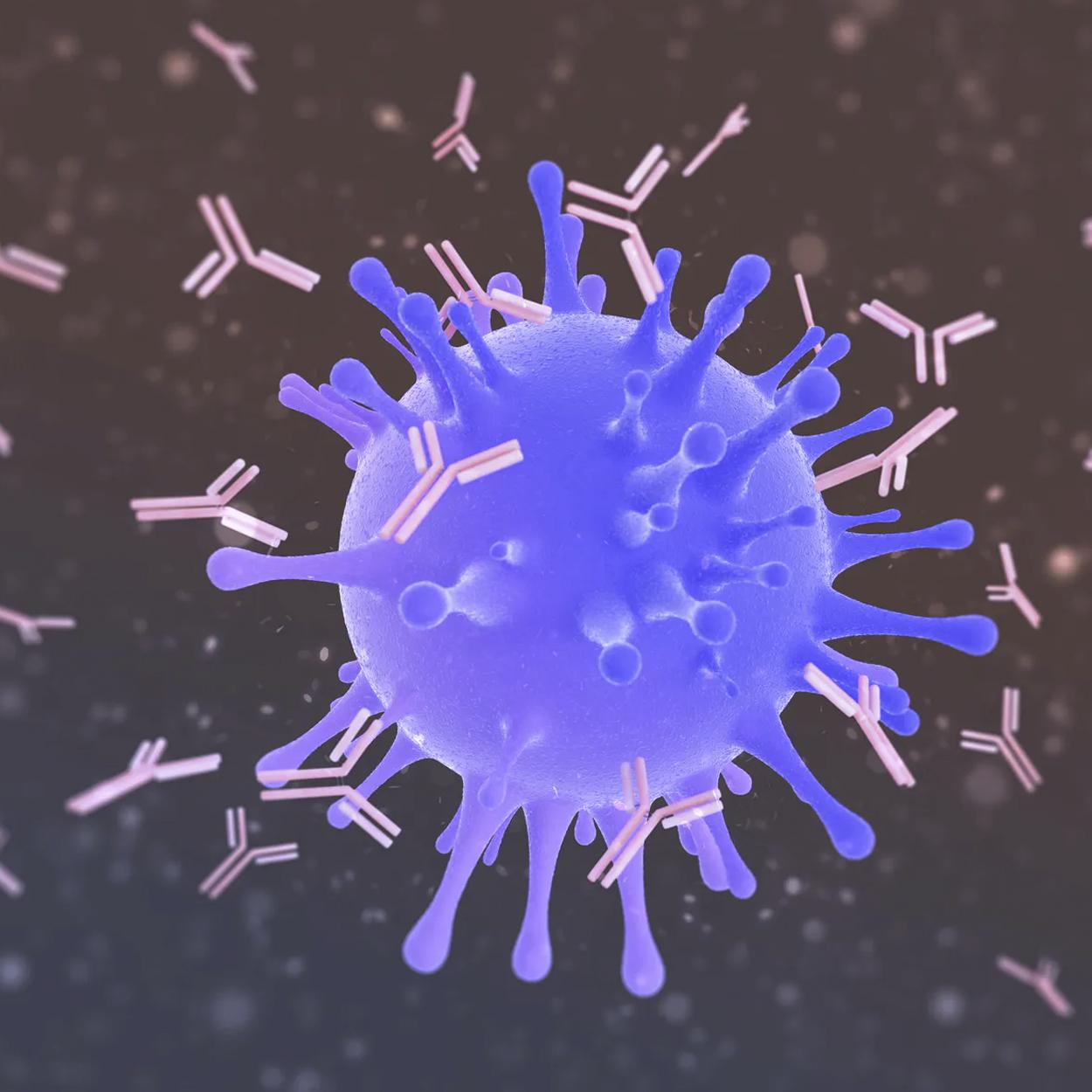 cientistas descobrem anticorpos que neutralizam coronavirus EUA