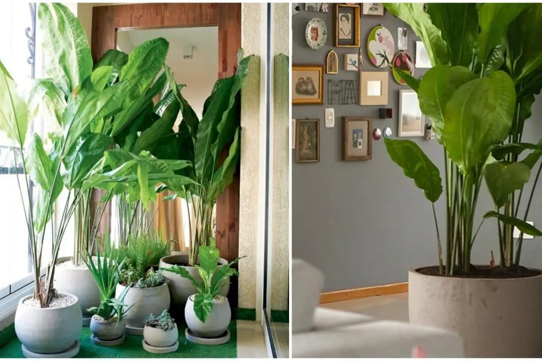 Plantas dentro de casa