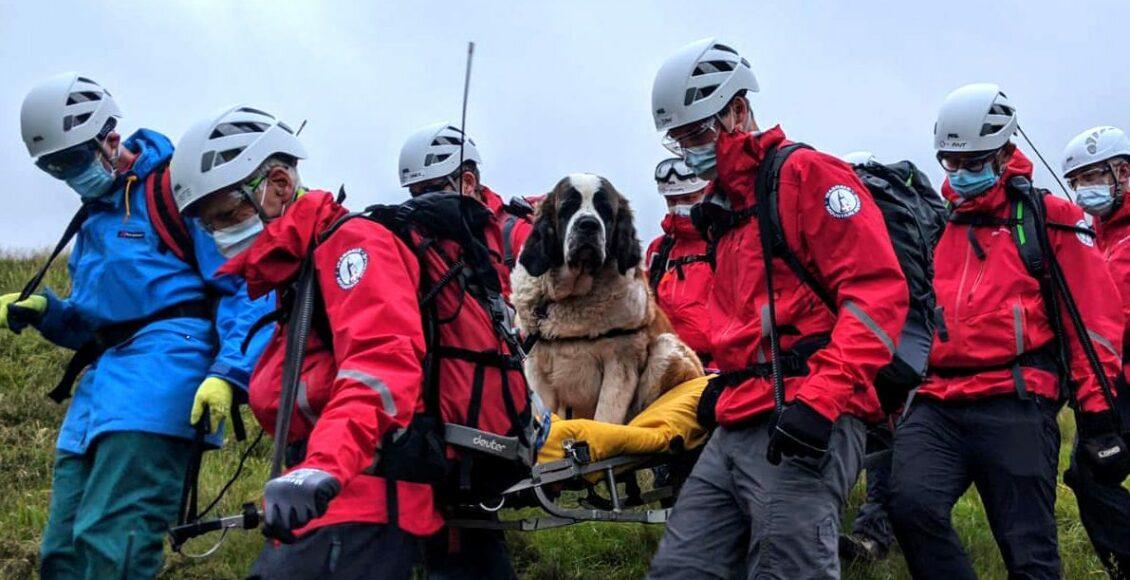 Imagem mostra cadela são bernardo sendo resgatada