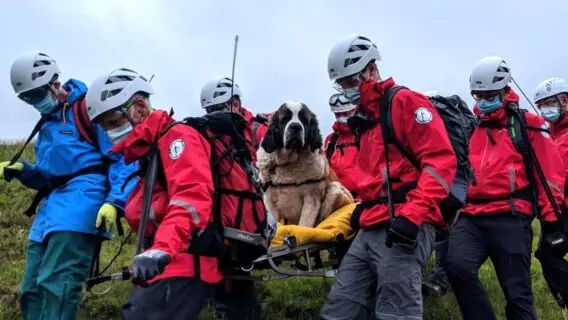 São Bernardo ‘Daisy’ é resgatada da montanha mais alta da Inglaterra