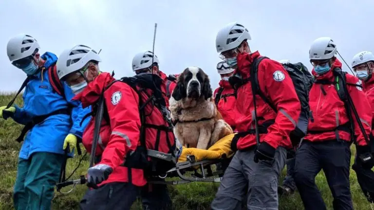 São Bernardo ‘Daisy’ é resgatada da montanha mais alta da Inglaterra