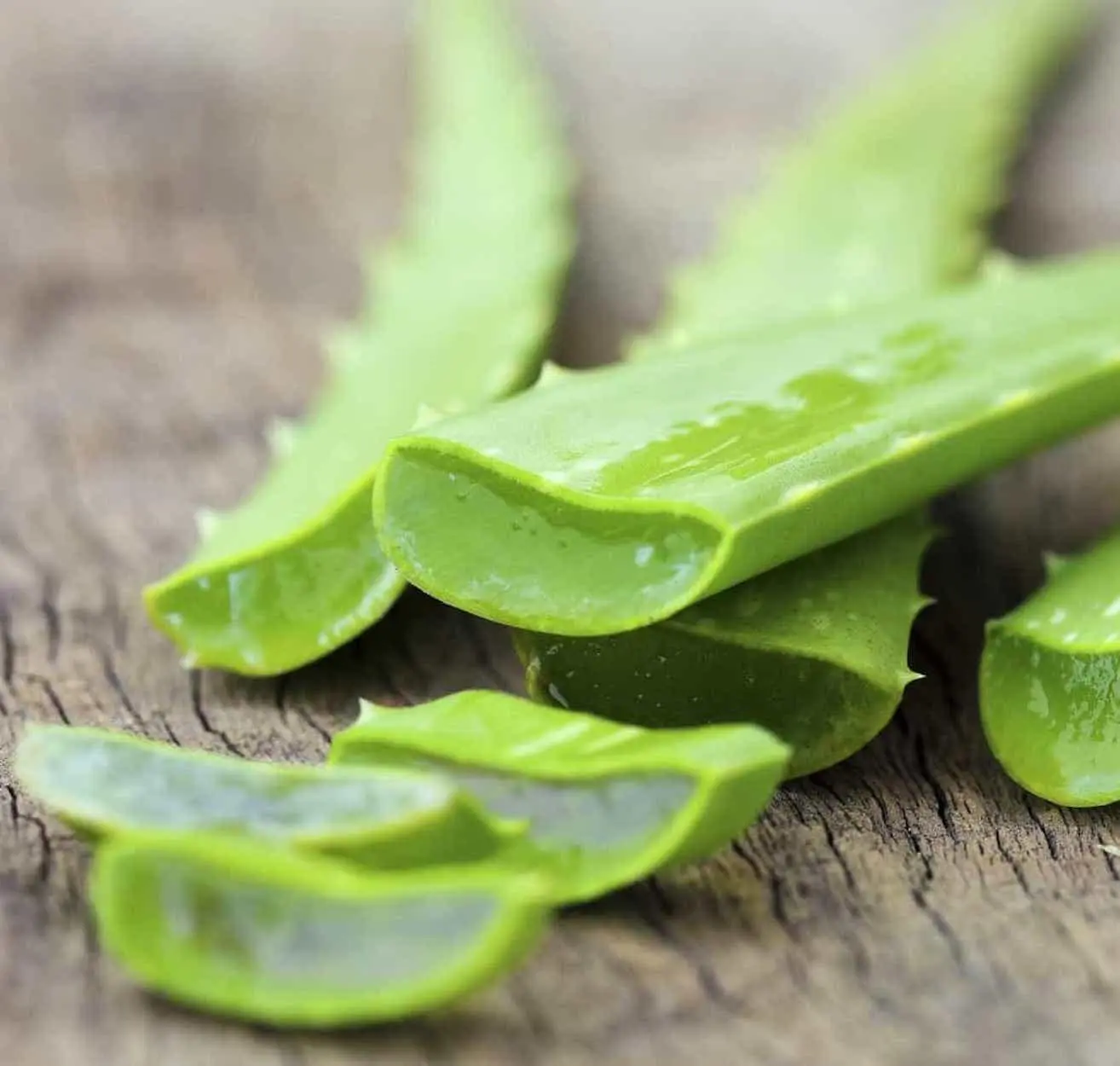babosa no cabelo para hidratação