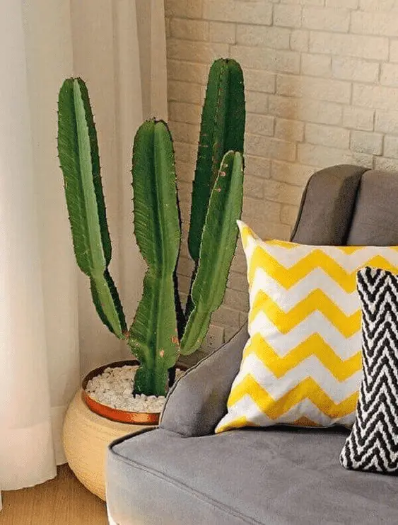 Plantas dentro de casa