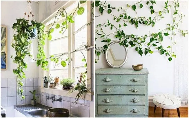 Plantas dentro de casa