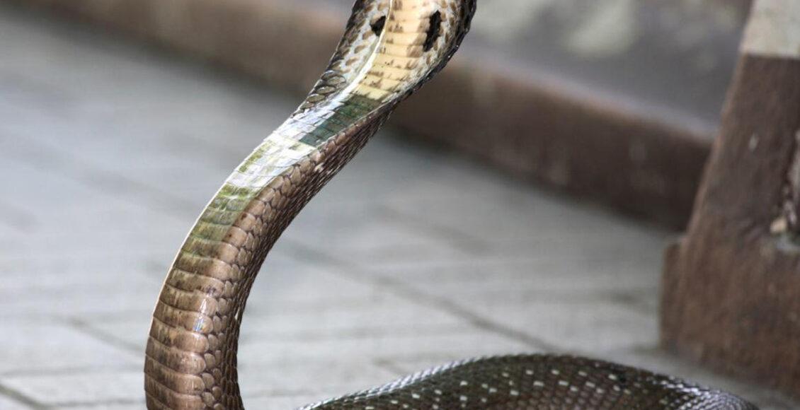 cobra-real cobra-rei resgatada na India