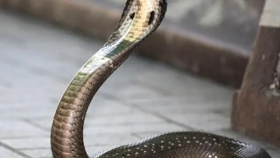 Cobra-real de 4 metros é resgatada em vilarejo na Índia