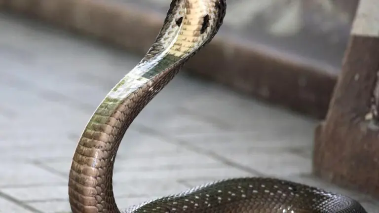 Cobra-real de 4 metros é resgatada em vilarejo na Índia