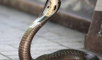 cobra-real cobra-rei resgatada na India