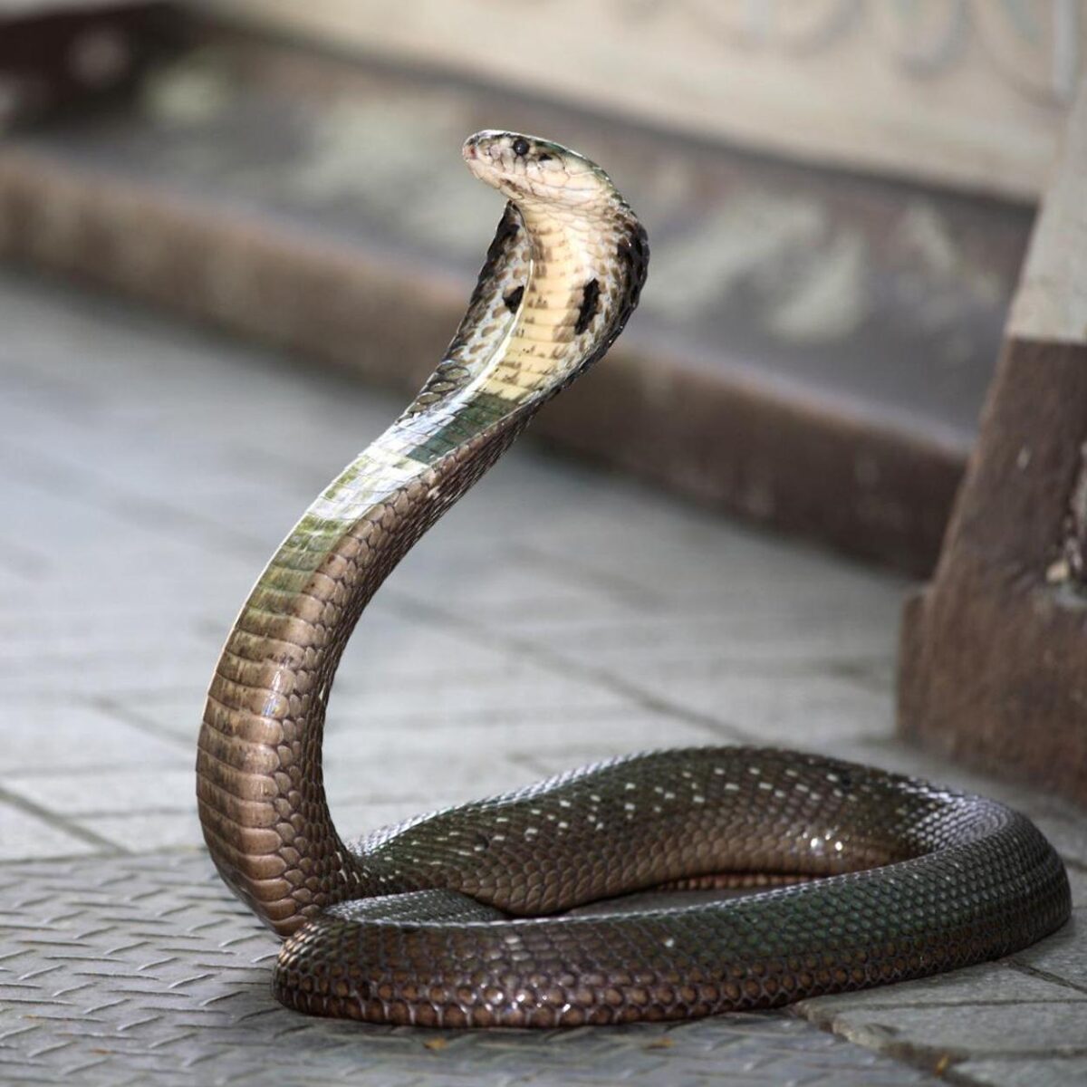 cobra-real cobra-rei resgatada na India
