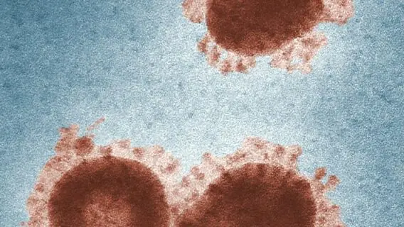 A Origem da Pandemia: Como Surgiu o Coronavírus?