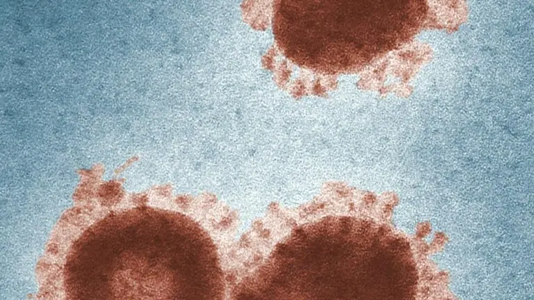 A Origem da Pandemia: Como Surgiu o Coronavírus?