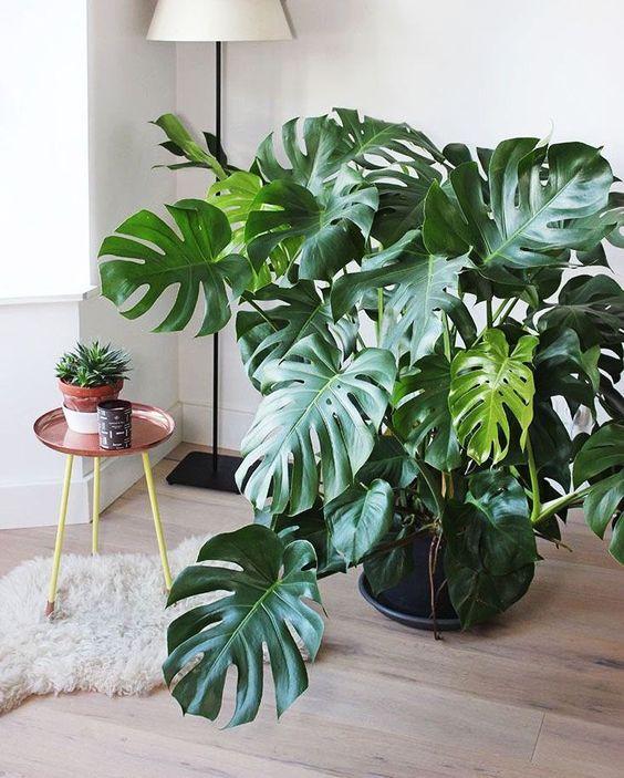 Plantas dentro de casa