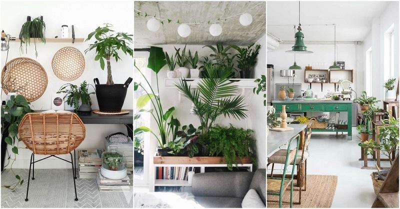 Imagem mostra decoração com plantas em casa