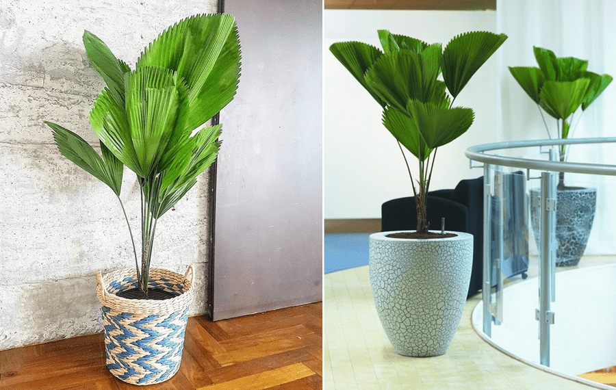 Plantas dentro de casa