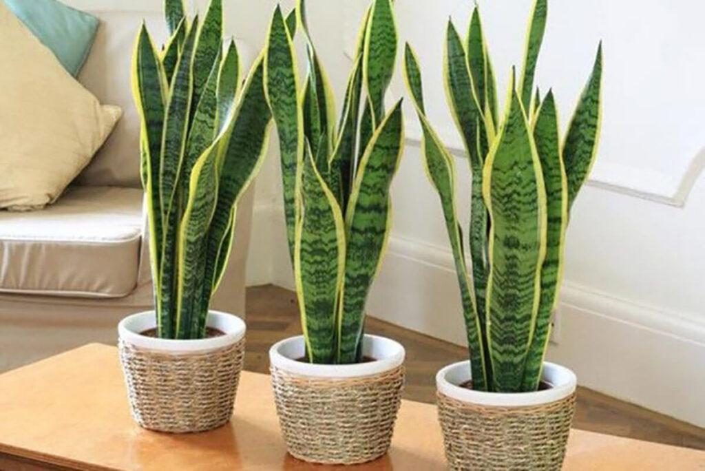 Plantas dentro de casa