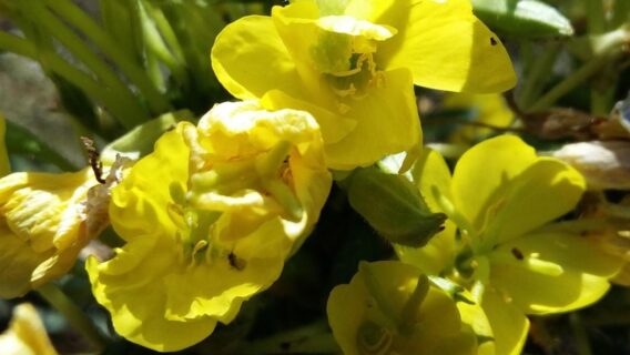 10 benefícios do Óleo de Prímula e Como Usar