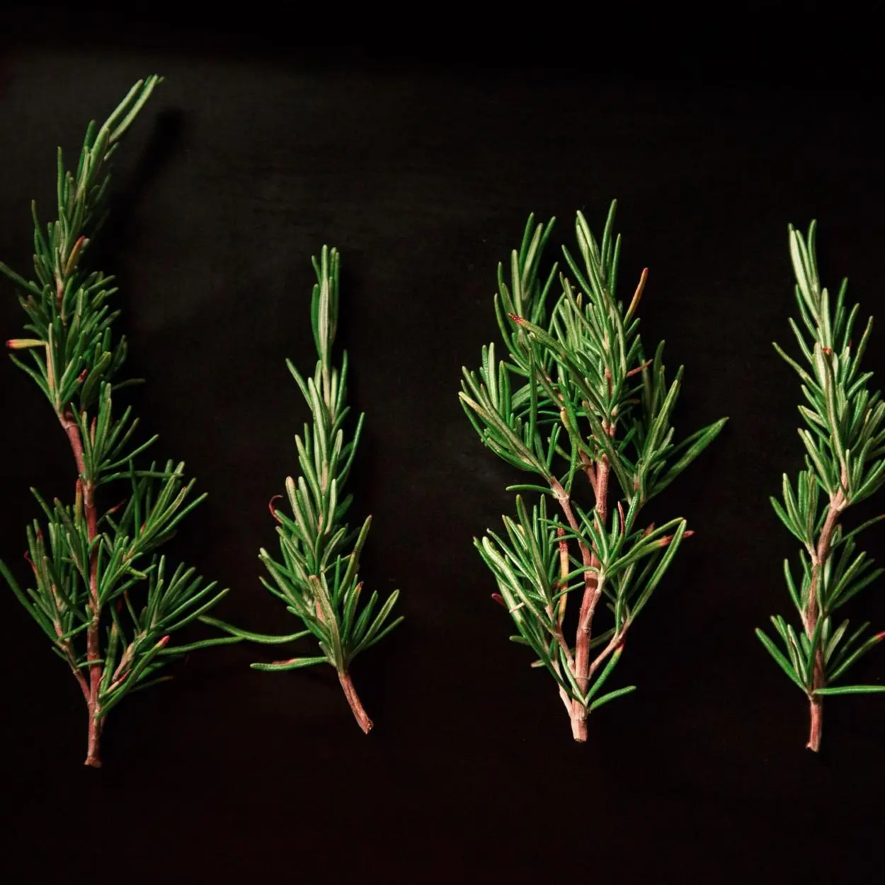 plantas medicinais antivirais 2