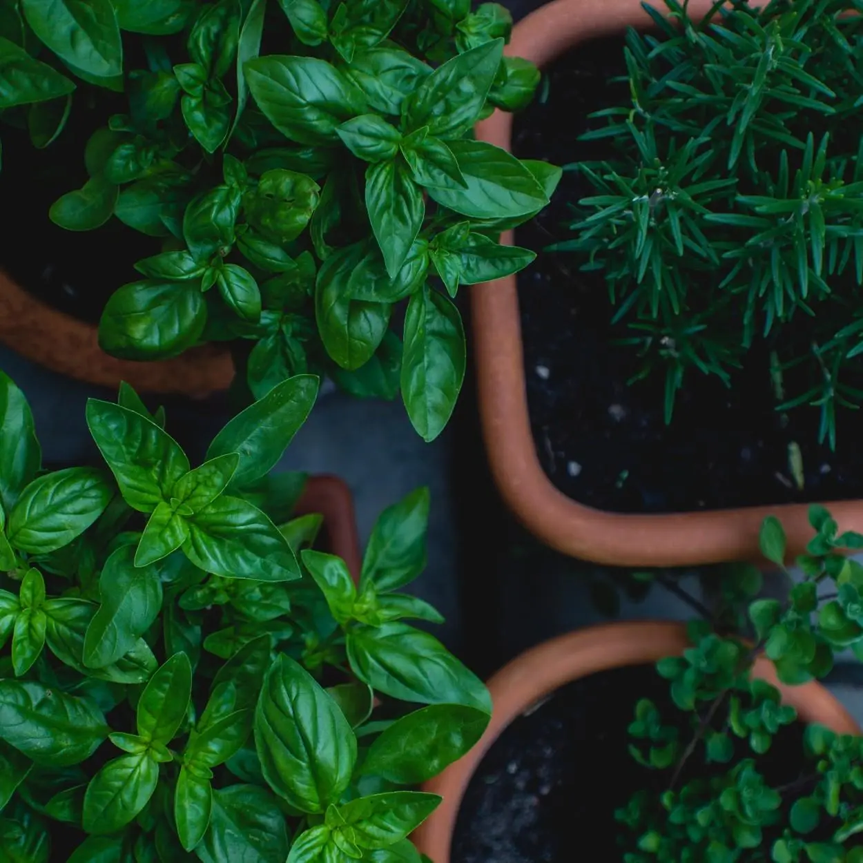 plantas medicinais antivirais 3