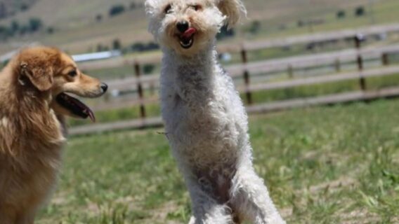 Poodle abandonado com patas quebradas aprende a andar saltitando