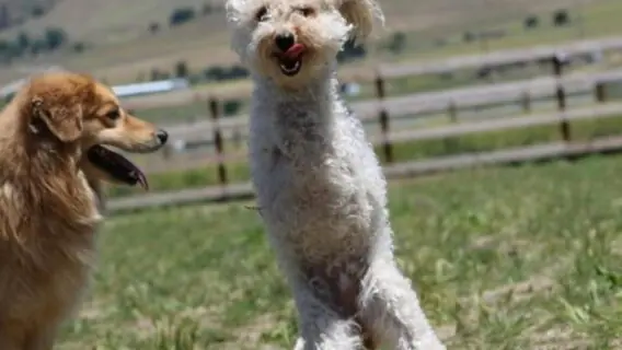 Poodle abandonado com patas quebradas aprende a andar saltitando