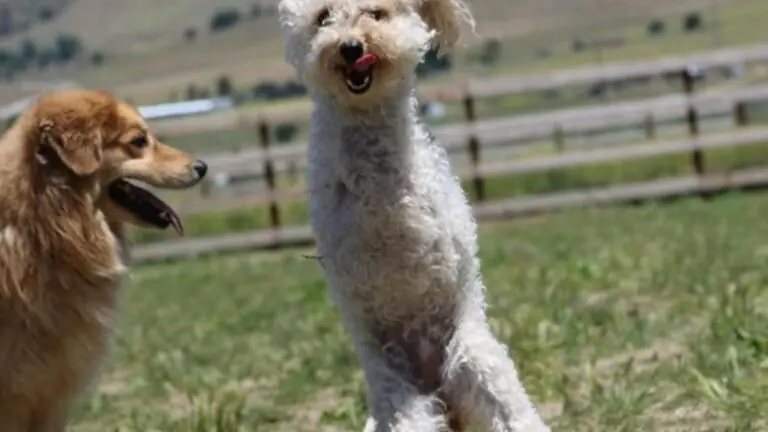 Poodle abandonado com patas quebradas aprende a andar saltitando