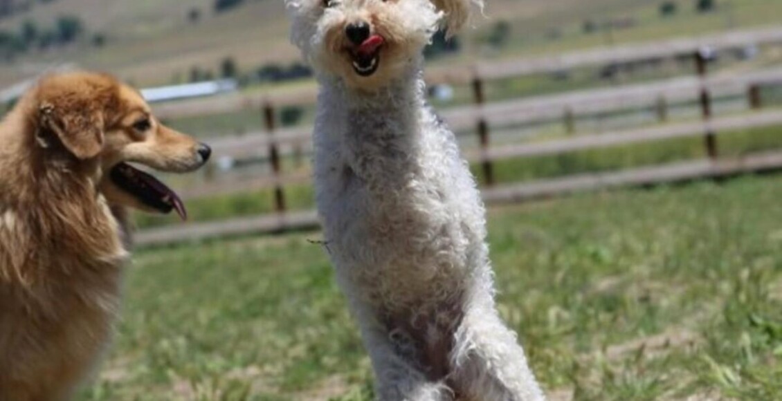 poodle abandonado