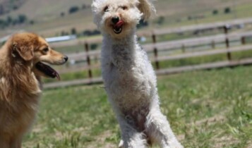 poodle abandonado