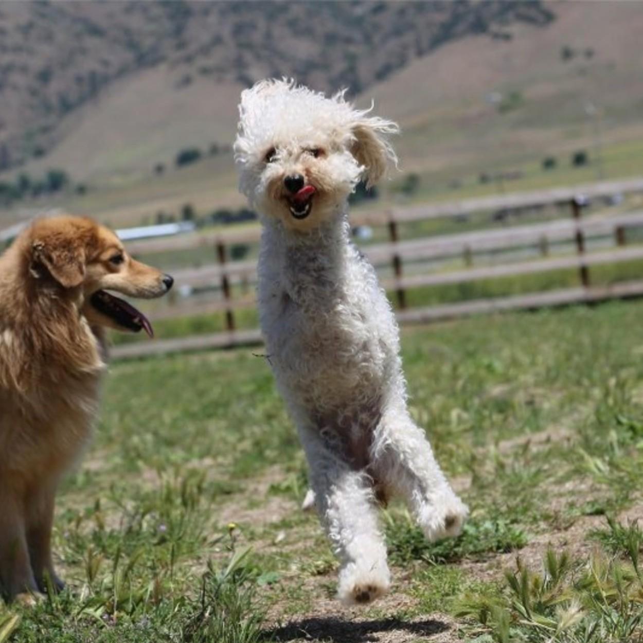 poodle abandonado