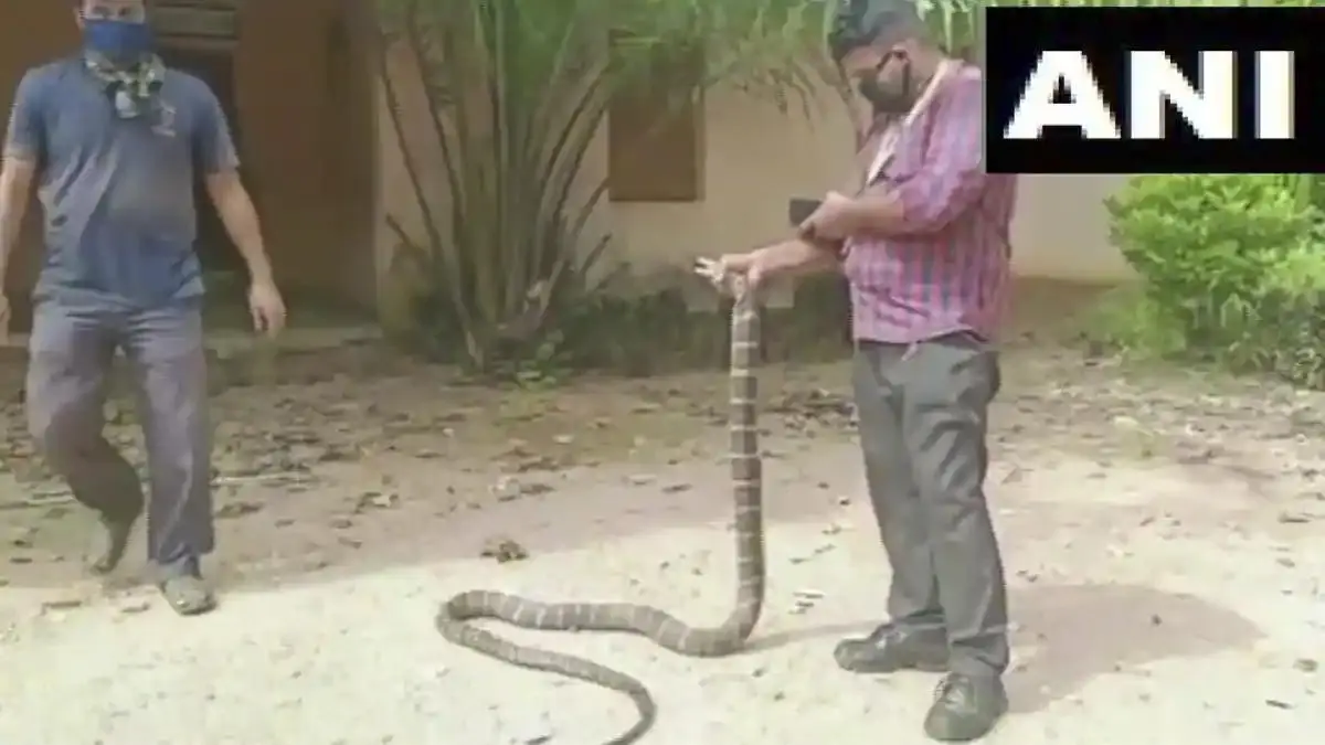 resgate de cobra-real na India