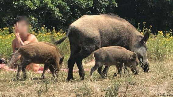 Nudista persegue javali “ladrão” de notebook e viraliza na web
