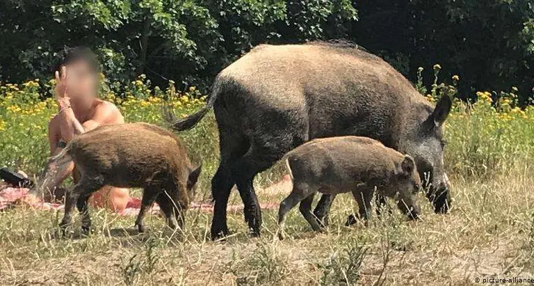 Nudista persegue javali “ladrão” de notebook e viraliza na web
