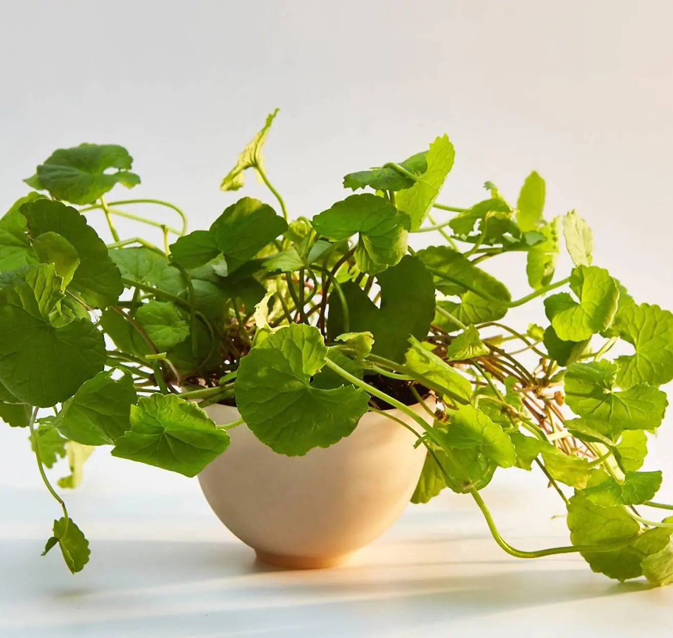 benefícios centella asiática 