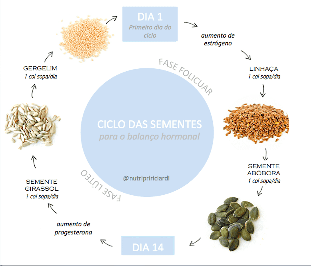 ciclo das sementes