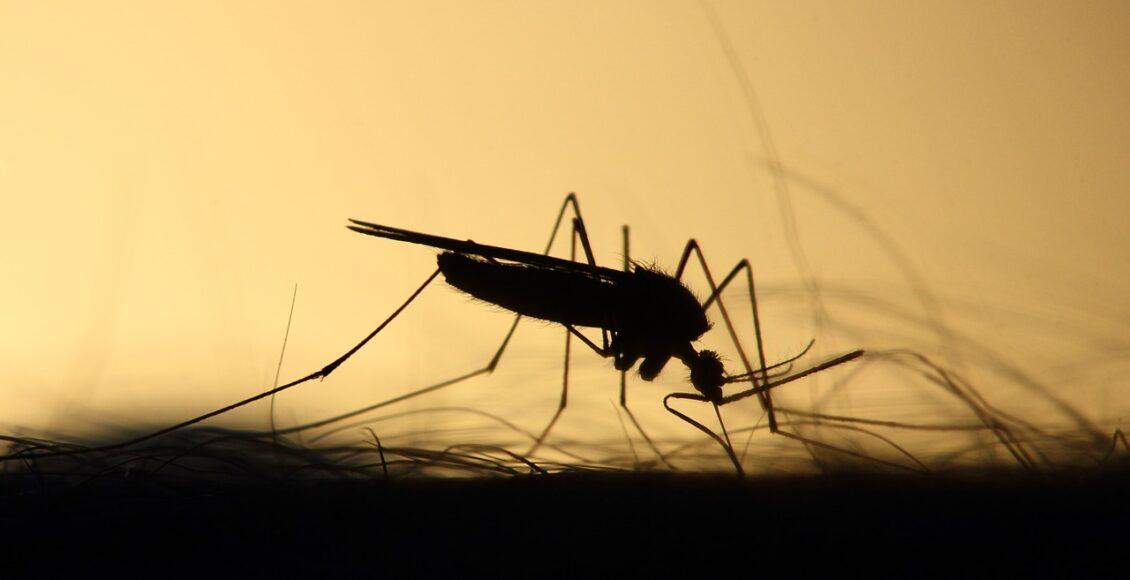 A Malária é transmitida por um mosquito. Imagem mostra mosquito picando pessoa