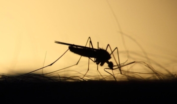 A Malária é transmitida por um mosquito. Imagem mostra mosquito picando pessoa