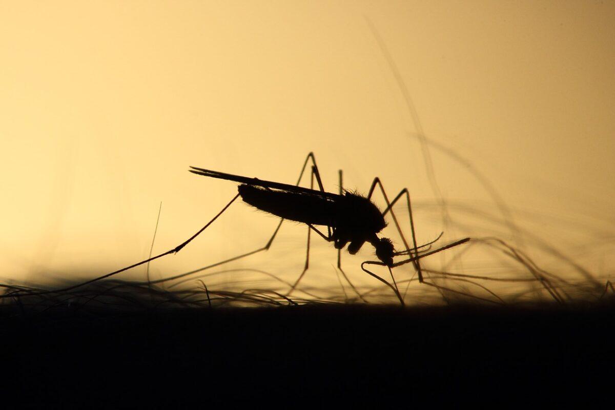 A Malária é transmitida por um mosquito. Imagem mostra mosquito picando pessoa