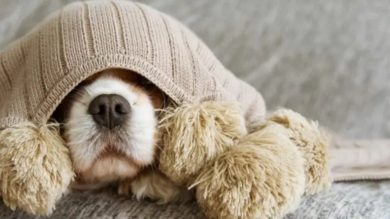 Como fazer roupa de cachorro: 3 opções para esquentar seu pet sem gastar muito